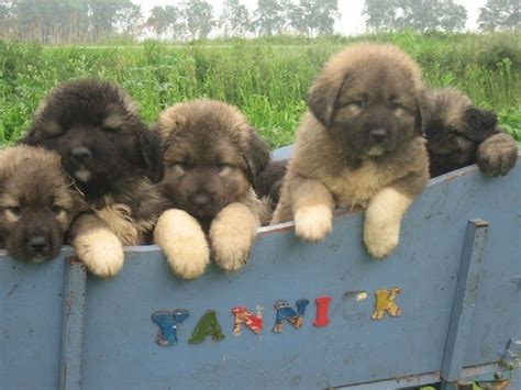 Caucasian Dog: Breed, Guide, Info, Care & Price In Nigeria.